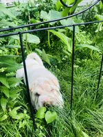 Cowboy , a male Chinese Shar-Pei for sale in Mounds View, MN – 6 of 10