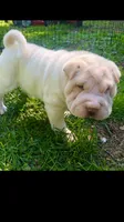 Bucky-handsome , a male Chinese Shar-Pei for sale in Mounds View, MN – 3 of 5