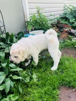 Cowboy , a male Chinese Shar-Pei for sale in Mounds View, MN – 7 of 10