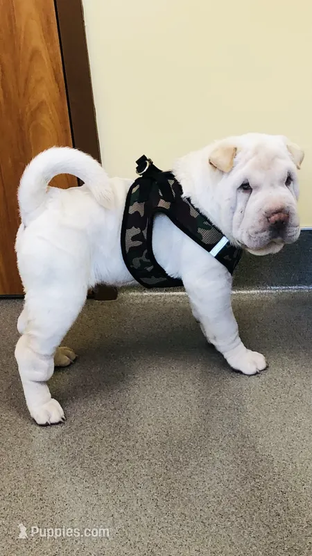 Moses – Chinese Shar-Pei puppy for sale in Mounds View, MN