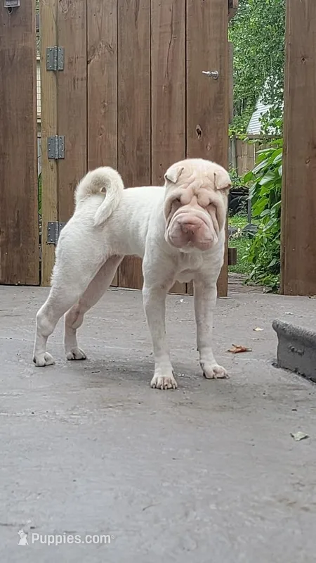 Memories  – Chinese Shar-Pei puppy for sale in Mounds View, MN