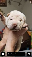 Tootsie , a female Chinese Shar-Pei for sale in Mounds View, MN – Photo 1 of 2