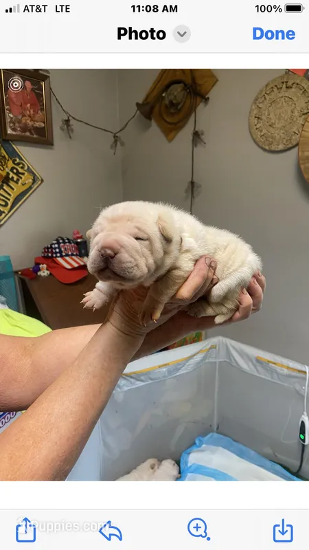 Tana – Chinese Shar-Pei puppy for sale in Mounds View, MN