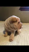 Goblet-sweet pea, a female Chinese Shar-Pei for sale in Mounds View, MN – 5 of 10