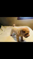 Goblet-sweet pea, a female Chinese Shar-Pei for sale in Mounds View, MN – 9 of 10