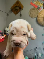 Goblet, a female Chinese Shar-Pei for sale in Mounds View, MN – Photo 4 of 10