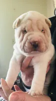 Goblet, a female Chinese Shar-Pei for sale in Mounds View, MN – Photo 7 of 10