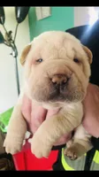 Goblet, a female Chinese Shar-Pei for sale in Mounds View, MN – Photo 5 of 10