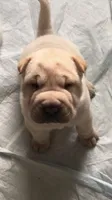 Goblet-sweet pea, a female Chinese Shar-Pei for sale in Mounds View, MN – 4 of 10