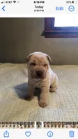 Goblet-sweet pea, a female Chinese Shar-Pei for sale in Mounds View, MN – 7 of 10