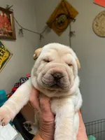 Goblet, a female Chinese Shar-Pei for sale in Mounds View, MN – Photo 8 of 10