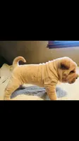 Goblet-sweet pea, a female Chinese Shar-Pei for sale in Mounds View, MN – 10 of 10