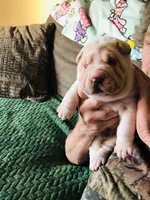 Goblet, a female Chinese Shar-Pei for sale in Mounds View, MN – Photo 3 of 10