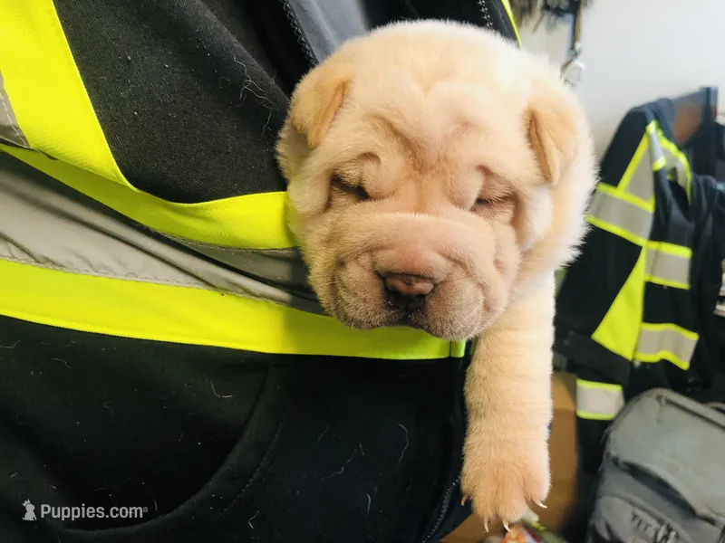 Goblet – Chinese Shar-Pei puppy for sale in Mounds View, MN
