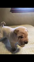 Goblet-sweet pea, a female Chinese Shar-Pei for sale in Mounds View, MN – 6 of 10