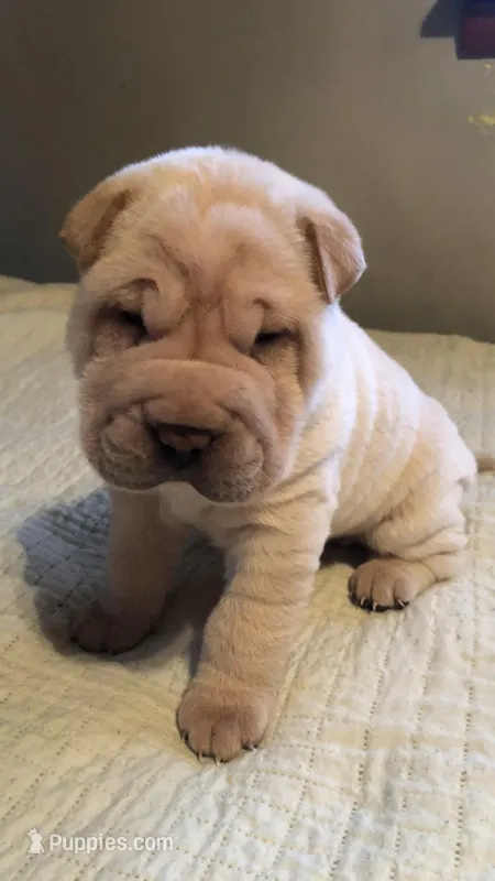 Goblet – Chinese Shar-Pei puppy for sale in Mounds View, MN