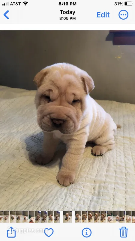 Goblet – Chinese Shar-Pei puppy for sale in Mounds View, MN