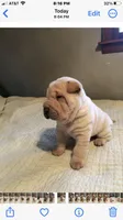 Goblet-sweet pea, a female Chinese Shar-Pei for sale in Mounds View, MN – 8 of 10