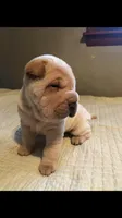 Goblet-sweet pea, a female Chinese Shar-Pei for sale in Mounds View, MN – 3 of 10