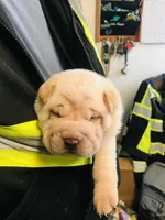 Goblet, a female Chinese Shar-Pei for sale in Mounds View, MN – Photo 10 of 10