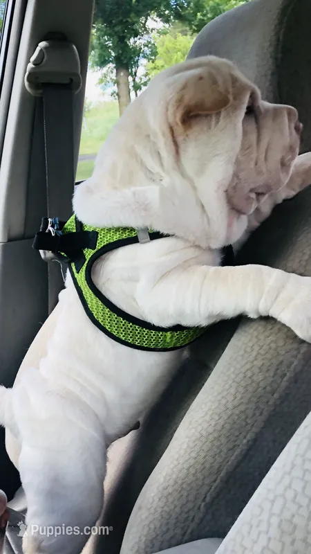 Moses – Chinese Shar-Pei puppy for sale in Mounds View, MN