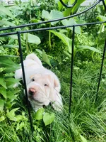 Cowboy , a male Chinese Shar-Pei for sale in Mounds View, MN – 4 of 10