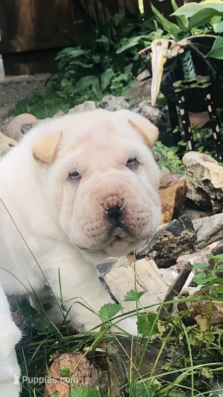 Tad-pole – Chinese Shar-Pei puppy for sale in Mounds View, MN
