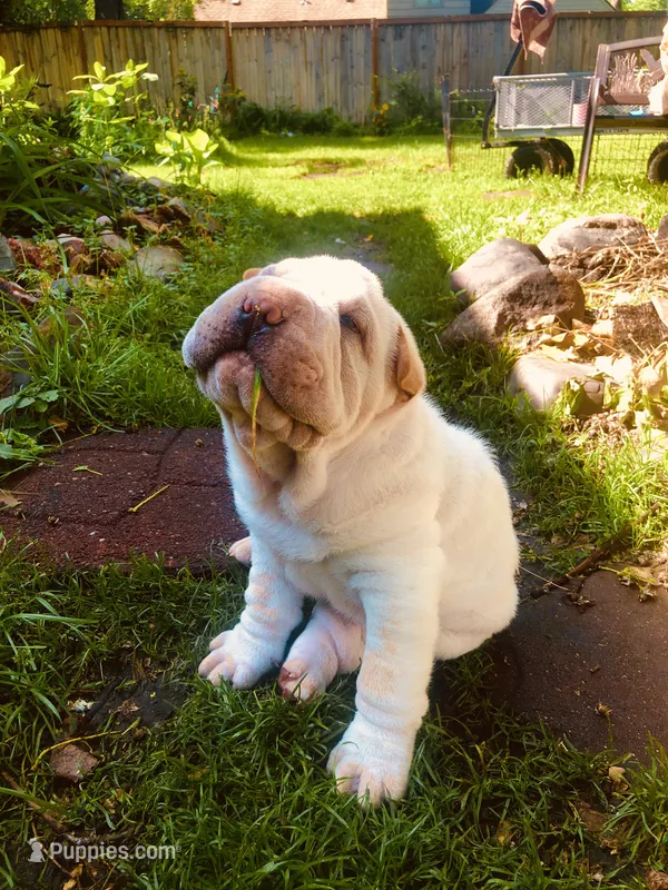 Tad-pole – Chinese Shar-Pei puppy for sale in Mounds View, MN