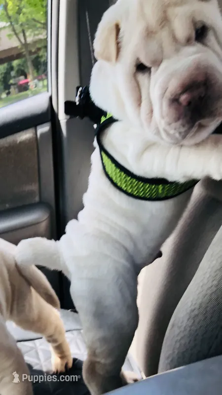 Moses – Chinese Shar-Pei puppy for sale in Mounds View, MN