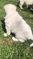    Hunk-polar bear, a male Chinese Shar-Pei for sale in Mounds View, MN – 4 of 9