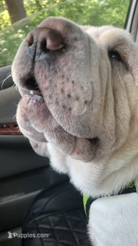    Hunk – Chinese Shar-Pei puppy for sale in Mounds View, MN