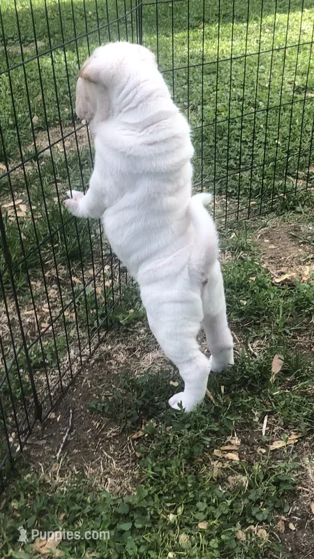    Hunk-Bulwinkle – Chinese Shar-Pei puppy for sale in Mounds View, MN