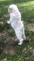    Hunk-polar bear, a male Chinese Shar-Pei for sale in Mounds View, MN – 5 of 9