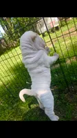 Moses, a male Chinese Shar-Pei for sale in Mounds View, MN – 9 of 10