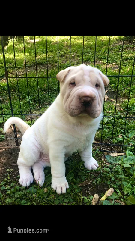    Hunk-Bulwinkle – Chinese Shar-Pei puppy for sale in Mounds View, MN