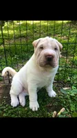    Hunk-polar bear, a male Chinese Shar-Pei for sale in Mounds View, MN – 1 of 9