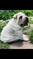 Tad-pole, a male Chinese Shar-Pei for sale in Mounds View, MN – 6 of 10