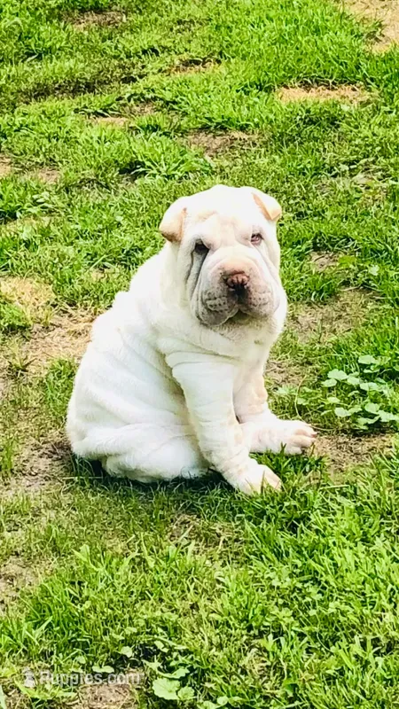 Tad-pole – Chinese Shar-Pei puppy for sale in Mounds View, MN