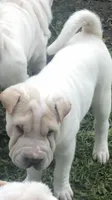    Hunk, a male Chinese Shar-Pei for sale in Mounds View, MN – 2 of 9