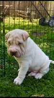    Hunk-polar bear, a male Chinese Shar-Pei for sale in Mounds View, MN – 6 of 9