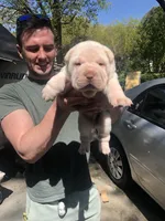 Cowboy , a male Chinese Shar-Pei for sale in Mounds View, MN – 3 of 4