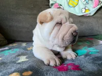 Cowboy , a male Chinese Shar-Pei for sale in Mounds View, MN – 4 of 4