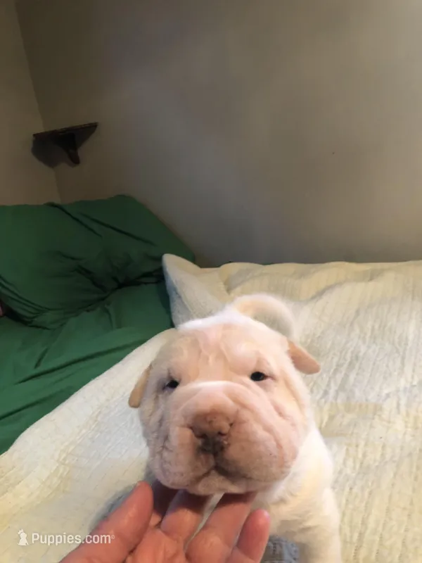 Cowboy  – Chinese Shar-Pei puppy for sale in Mounds View, MN