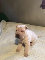 Cowboy , a male Chinese Shar-Pei for sale in Mounds View, MN – 2 of 4