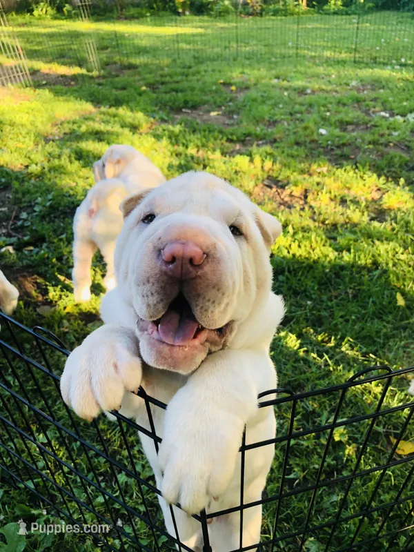 Cowboy  – Chinese Shar-Pei puppy for sale in Mounds View, MN