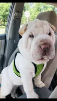 Moses, a male Chinese Shar-Pei for sale in Mounds View, MN – 6 of 10