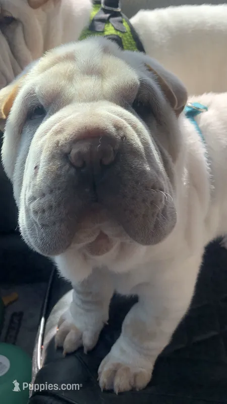 Tad-pole – Chinese Shar-Pei puppy for sale in Mounds View, MN