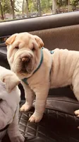 Q-pea doll, a female Chinese Shar-Pei for sale in Mounds View, MN – 2 of 10
