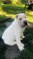    Hunk/polar bear , a male Chinese Shar-Pei for sale in Mounds View, MN – 5 of 10