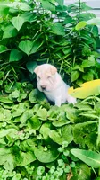    Hunk/polar bear , a male Chinese Shar-Pei for sale in Mounds View, MN – 6 of 10